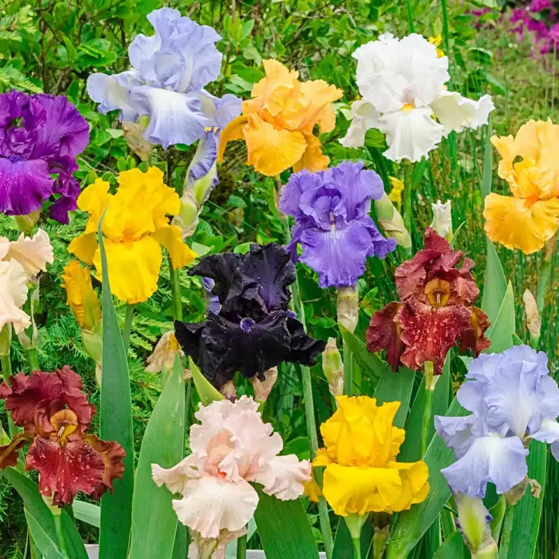Tall Bearded Iris Rhizomes - Mixed Variety Perennial Garden Assortment