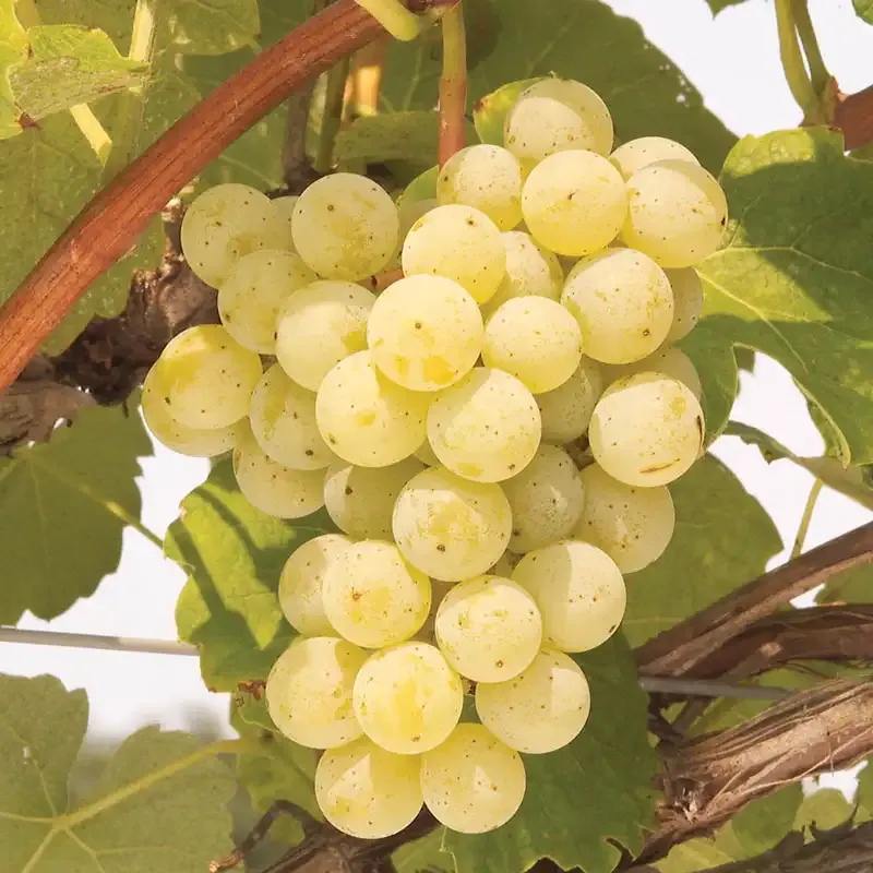 Cayuga White Grape Vine - Cold Hardy Hybrid Variety