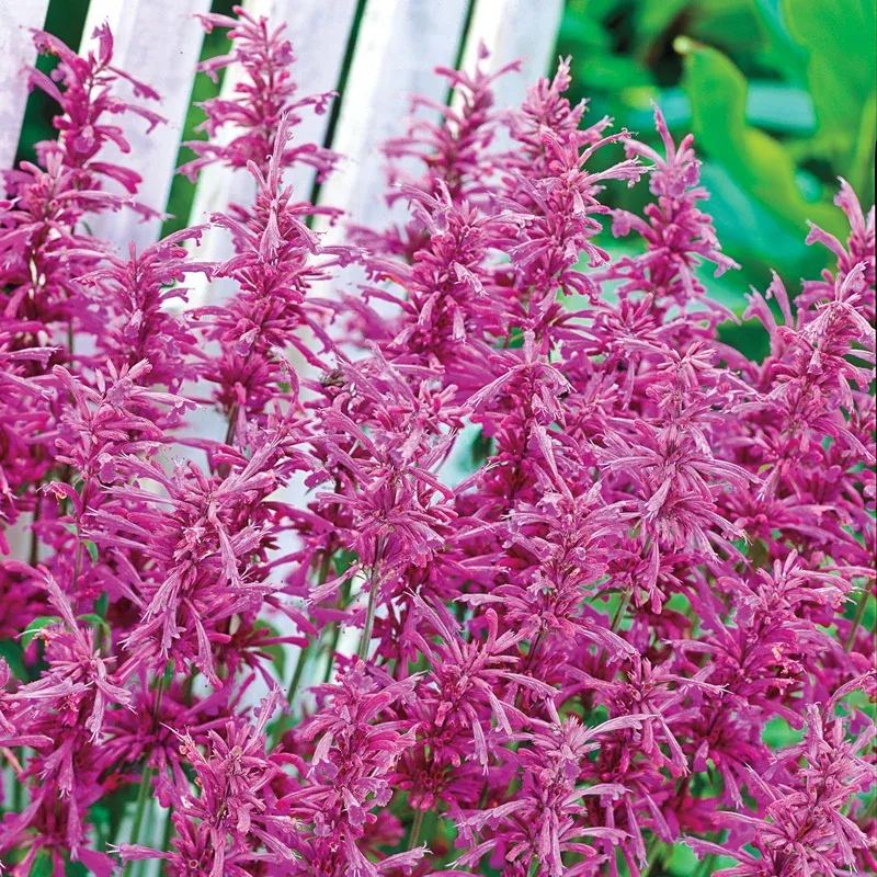 Tutti Frutti Hummingbird Mint Perennial Agastache Plant