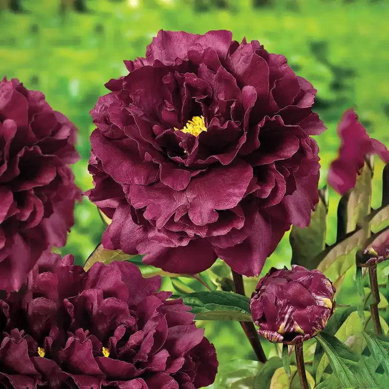 Black Beauty Peony Decorative Artificial Flower Stem