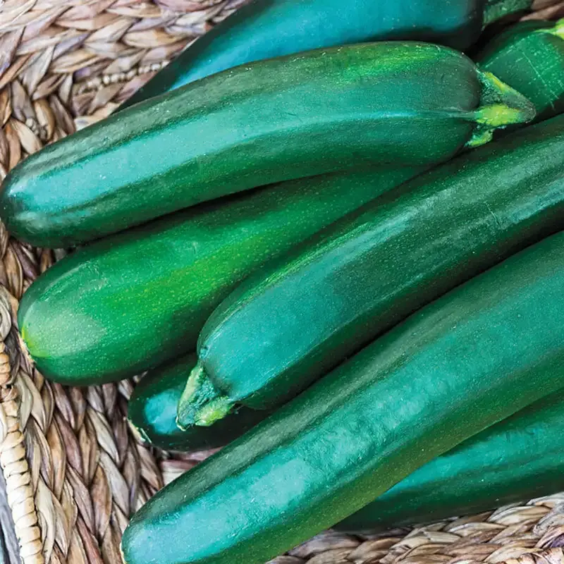 Improved Hybrid Zucchini Summer Squash Seeds for Home Gardening
