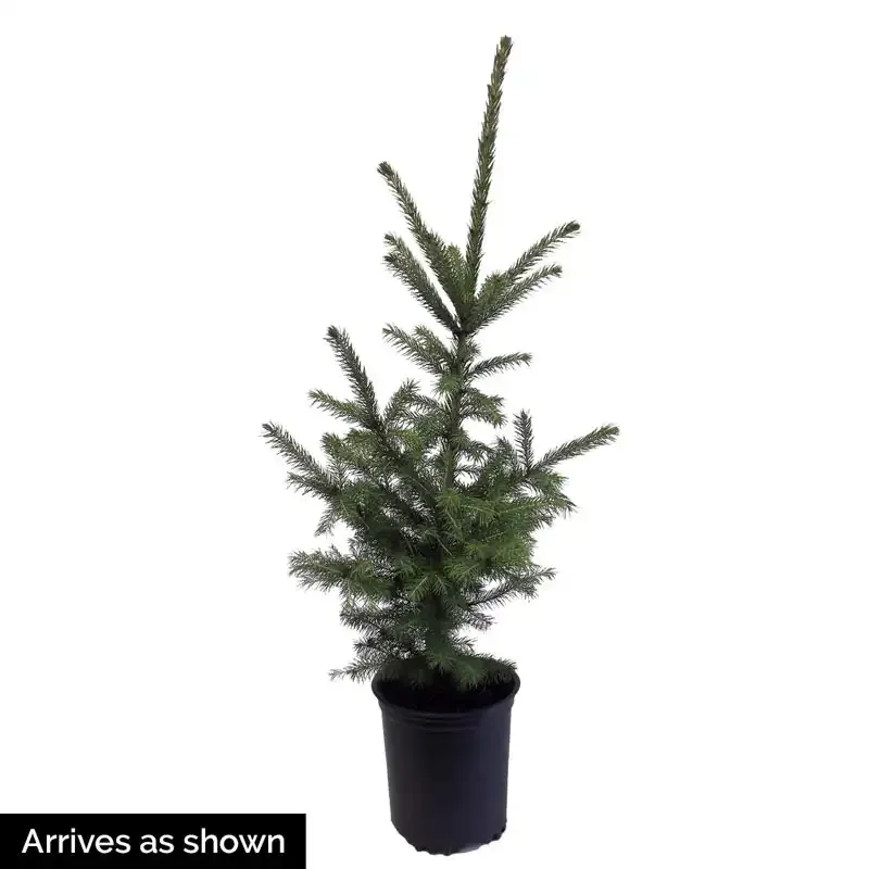 Black Hill Spruce Artificial Tree with Full Profile Design 1