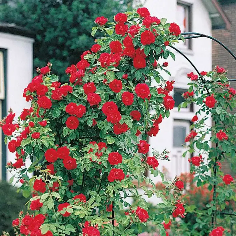 Blaze Improved Climbing Rose Plant - Repeat Flowering Hardy Vine