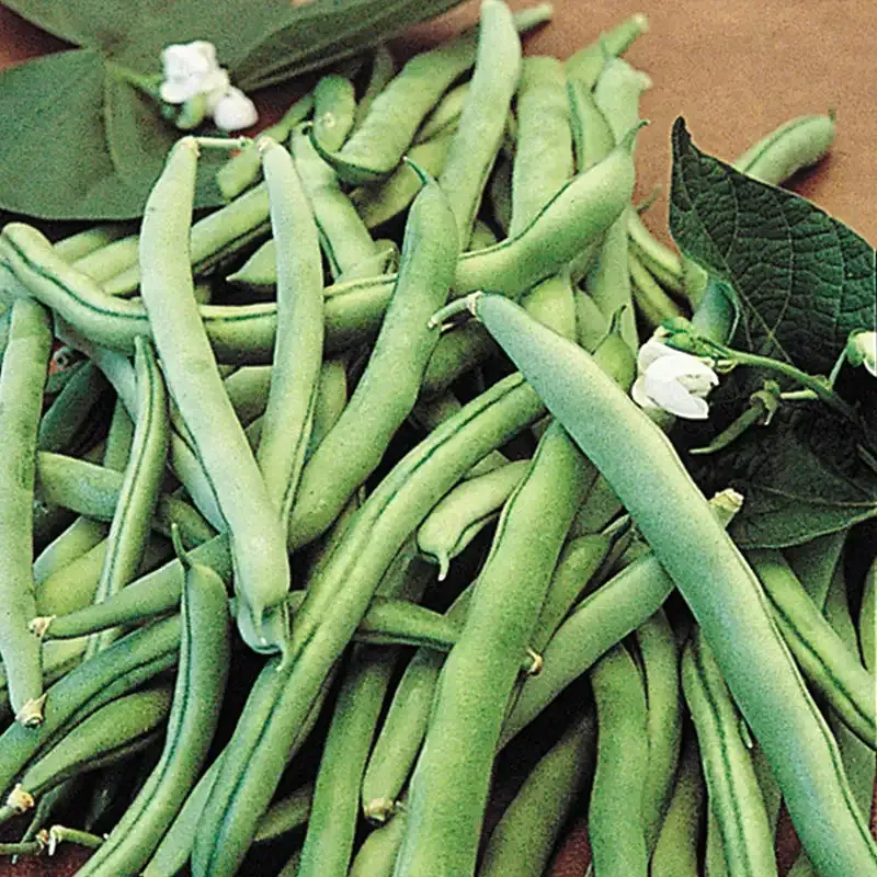 Blue Lake 274 Bush Bean Seeds - High-Yield Stringless Green Bean Variety