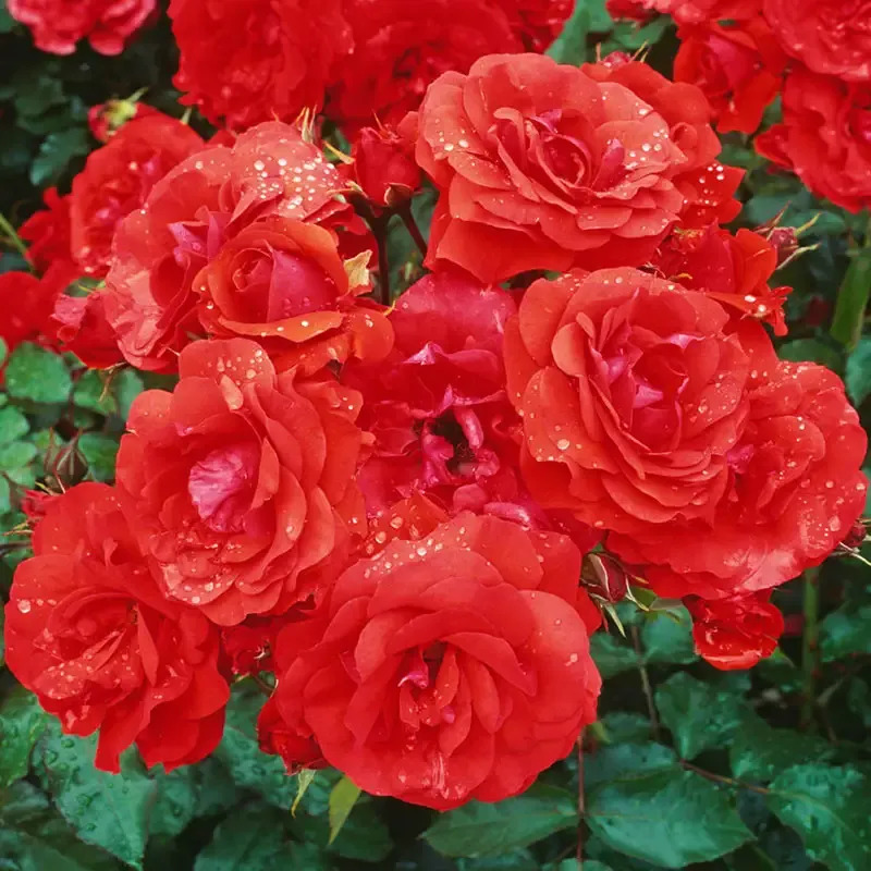 Trumpeter Floribunda Rose - Vibrant Red Cluster-Flowering Garden Shrub