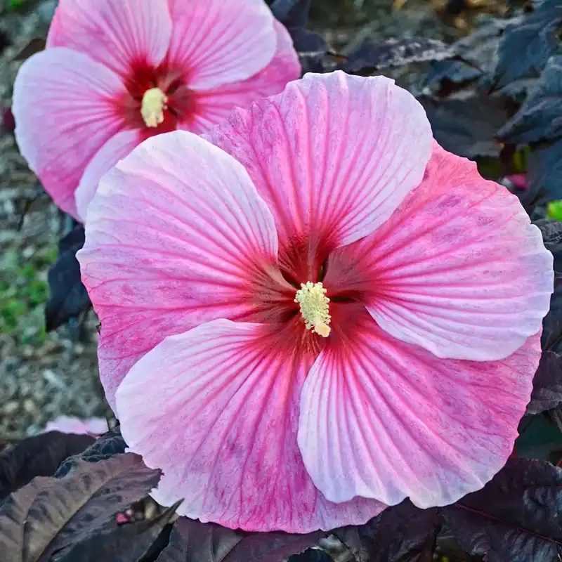 Starry Starry Night Hibiscus Perennial Garden Plant
