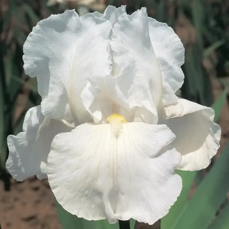 Immortality Reblooming Iris Perennial Garden Rhizome