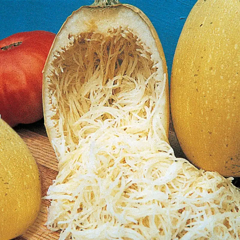 Vegetable Spaghetti Winter Squash Seeds - Heirloom Variety for Home Gardens
