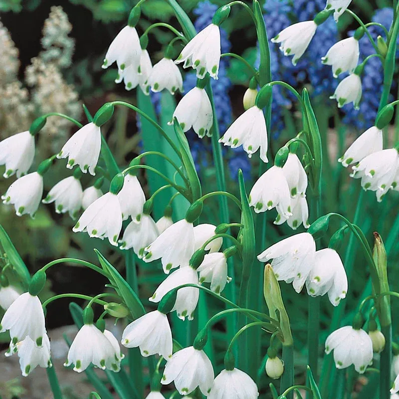 Bee and Butterfly Garden Collection - Pollinator-Friendly Flower Seed Mix 1