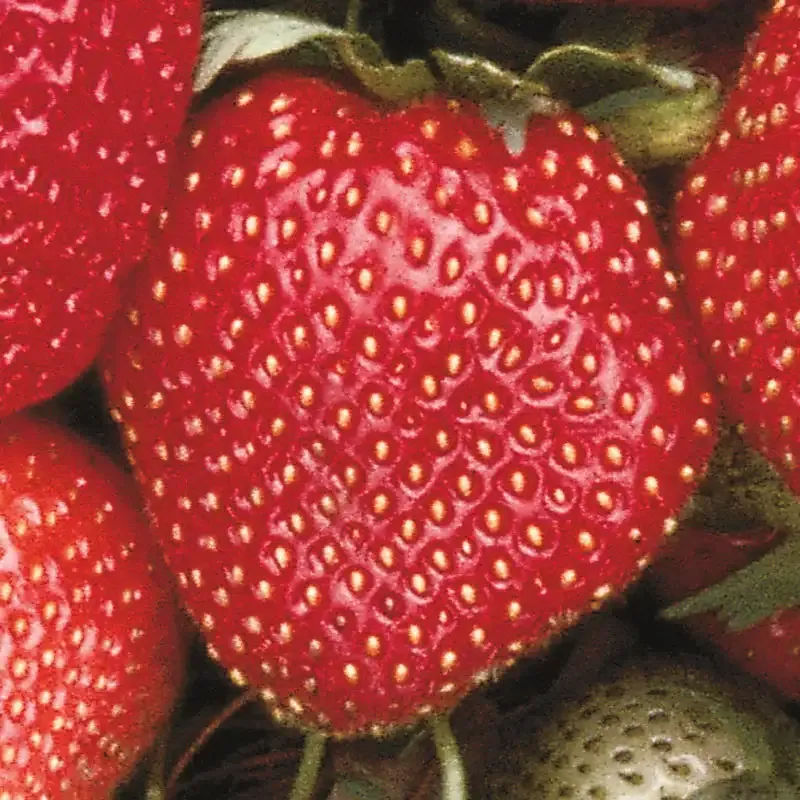 Sparkle Supreme Junebearing Strawberry Plants for Home Gardening