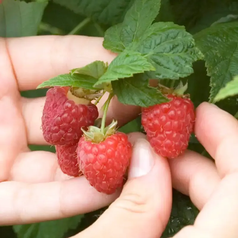 Canby Raspberry Plant - Thornless Red Raspberry Bush 1