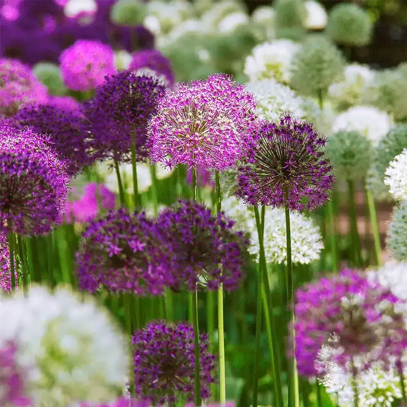 Deer-Resistant Allium Bulbs for Garden Borders 3