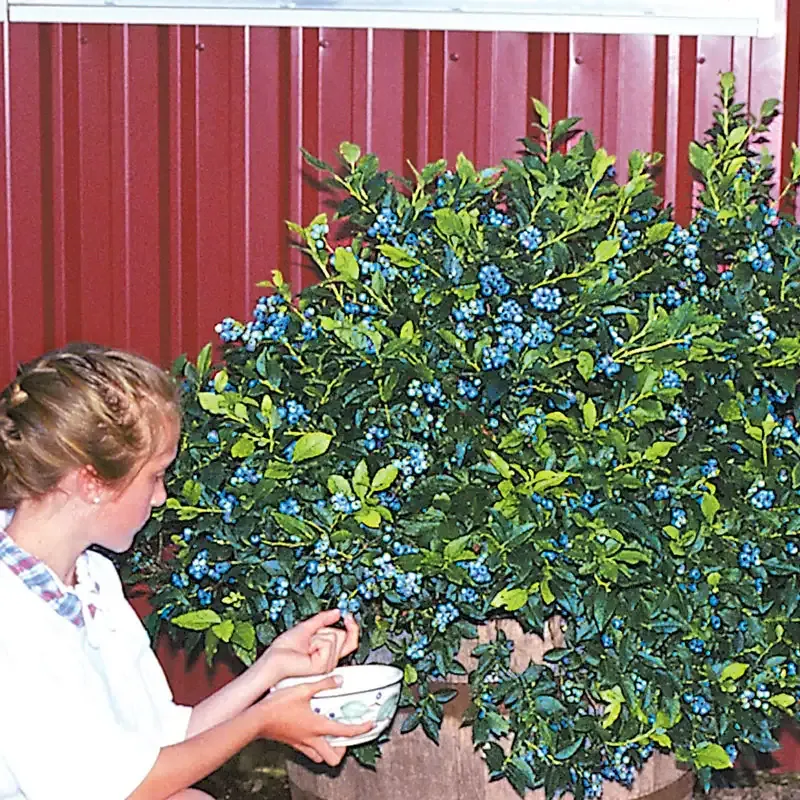 Dwarf Northsky Half-High Blueberry Plant - Compact Cold-Hardy Variety 1