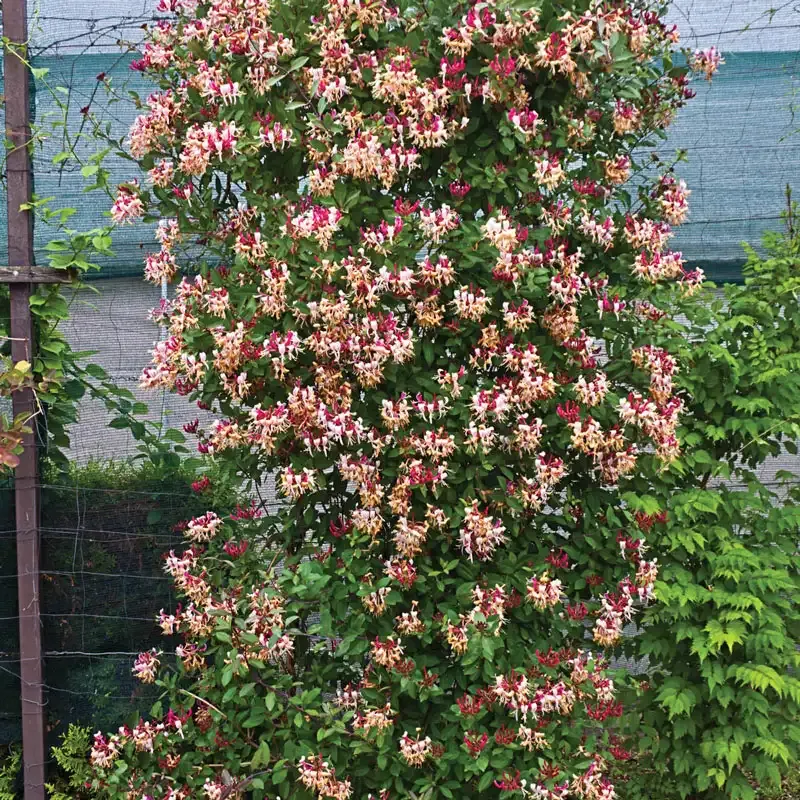 Fragrant Cloud Honeysuckle Live Climbing Shrub