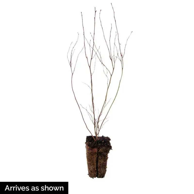 Duke Northern Highbush Blueberry Hedge Plant 1