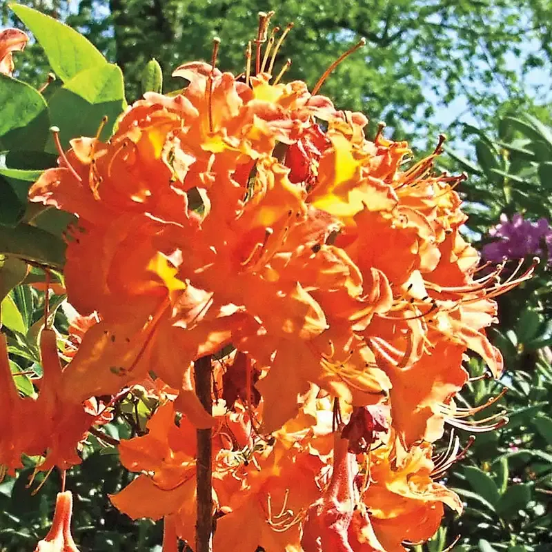Mandarin Lights Hardy Azalea Deciduous Flowering Shrub 1