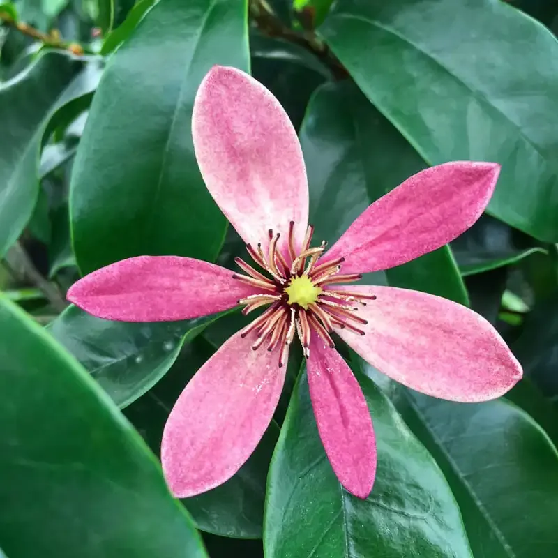 Stellar Ruby Magnolia Tree - Ornamental Flowering Deciduous Tree