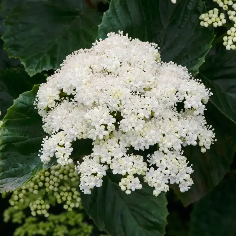 Autumn Jazz Viburnum Deciduous Privacy Hedge Shrub 2