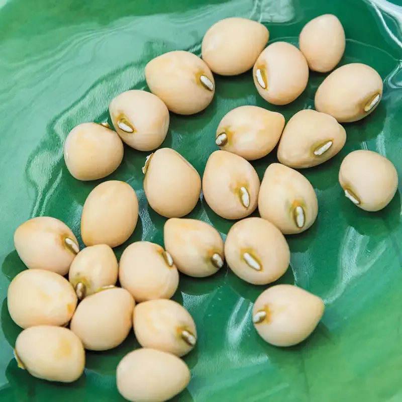 Zipper Cream Pea Seeds for Home Vegetable Gardening