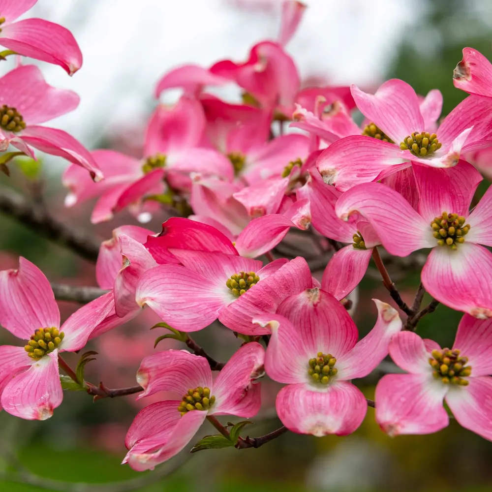 Cherokee Chief Pink Dogwood Ornamental Deciduous Tree 3