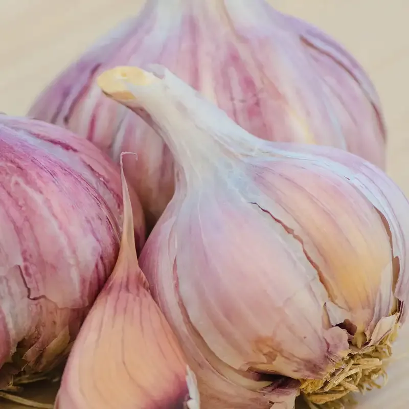 Purple Glazer Hardneck Garlic Bulbs for Planting
