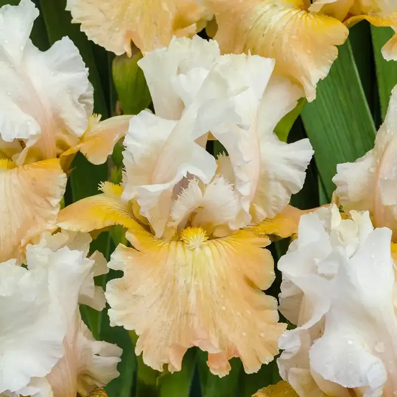 Champagne Elegance Reblooming Iris Perennial Garden Plant