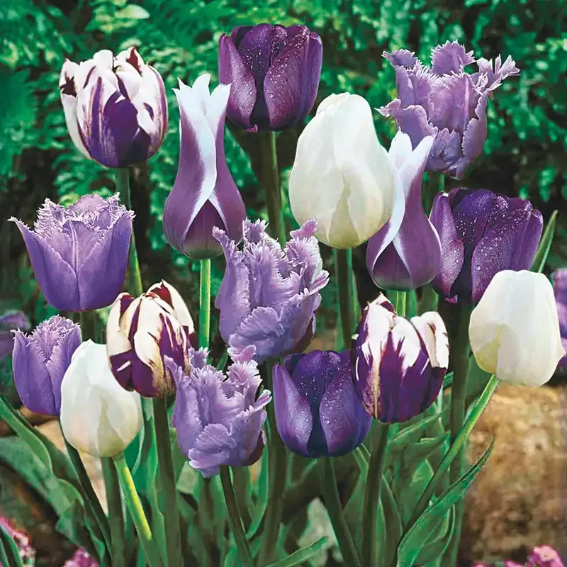 Blue Heaven Tulip Medley - Mixed Spring Flowering Tulip Bulbs
