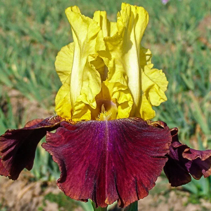 Blatant Reblooming German Iris Perennial Rhizomes 1