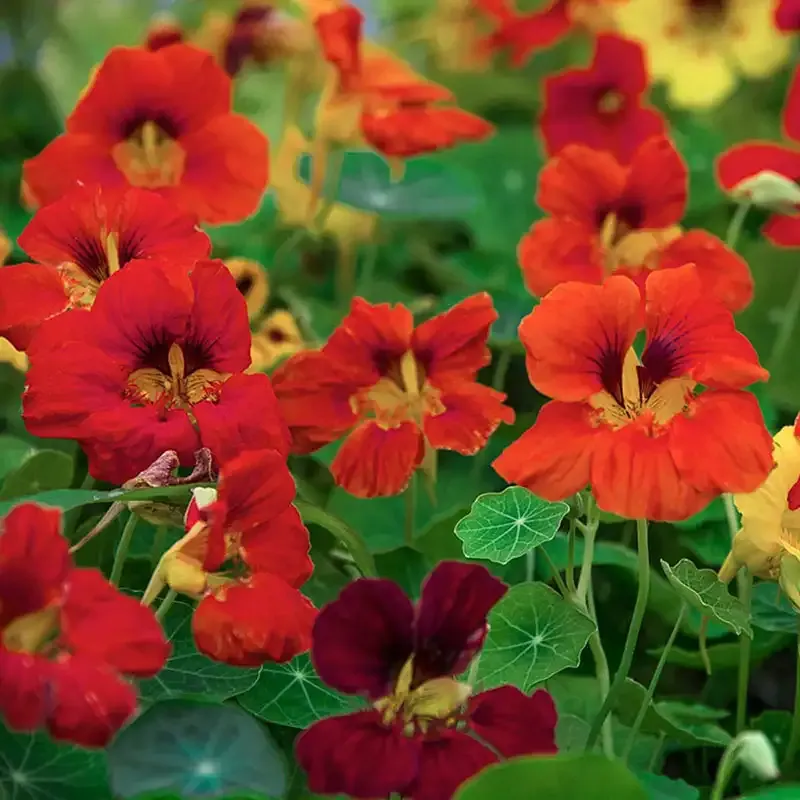 Dwarf Compact Mixed Nasturtium Seeds - Non-Vining Annual Flower Variety
