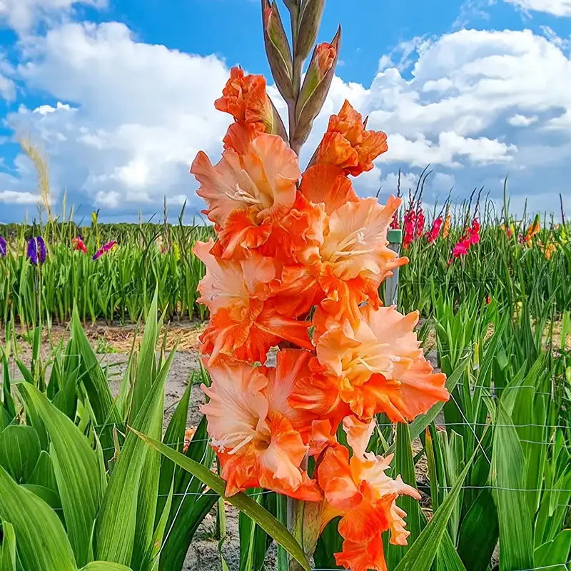 Coral Crush Gladiolus - Salmon-Pink Summer Flowering Bulbs