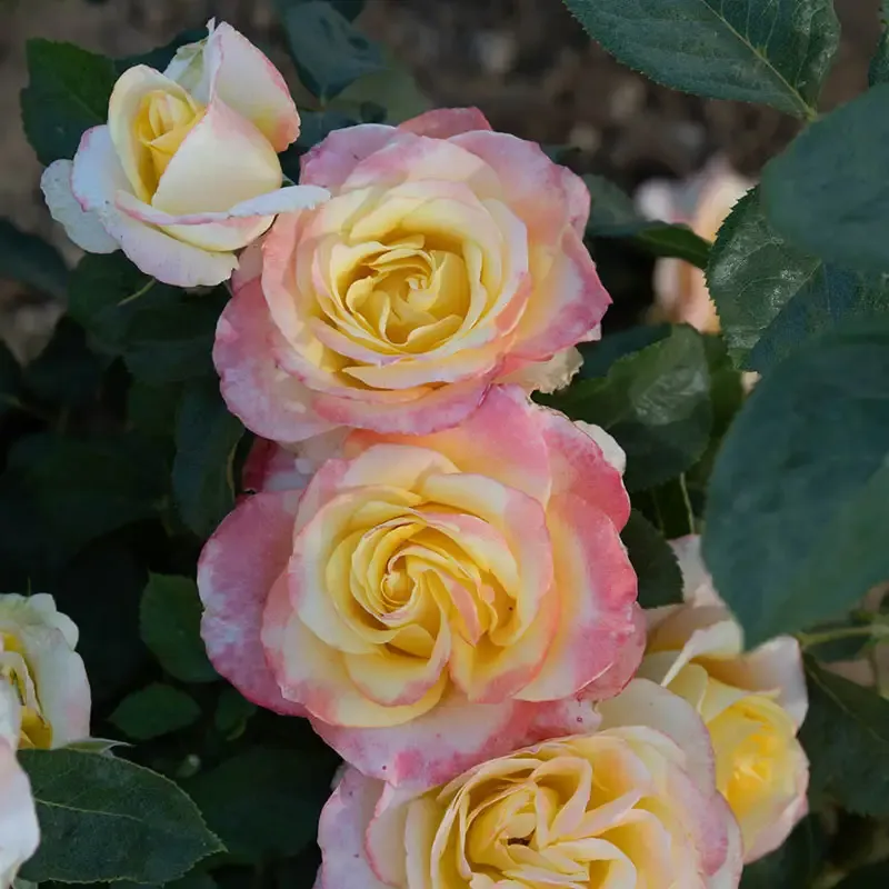 Make Me Blush Hybrid Tea Rose Garden Shrub 1