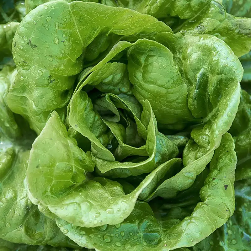 Buttercrunch Head Lettuce Seeds - Heirloom Butterhead Variety for Home Gardening 2