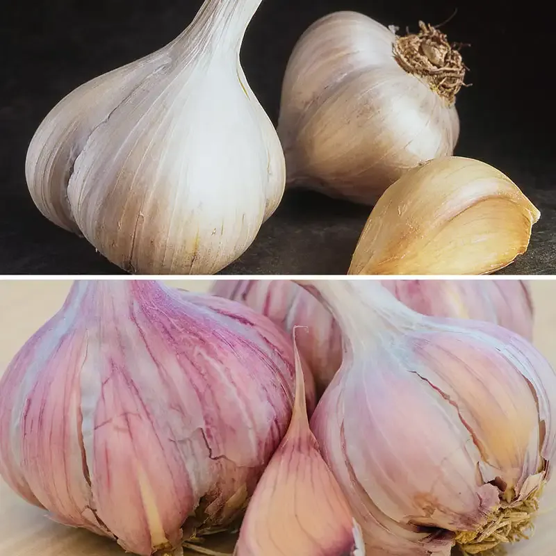 Hardneck Garlic Bundle - Culinary Grade Heirloom Garlic Bulbs