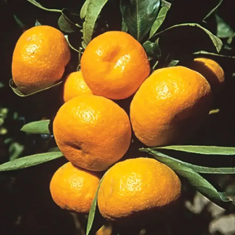 Dwarf Cleopatra Mandarin Citrus Tree for Home Gardens