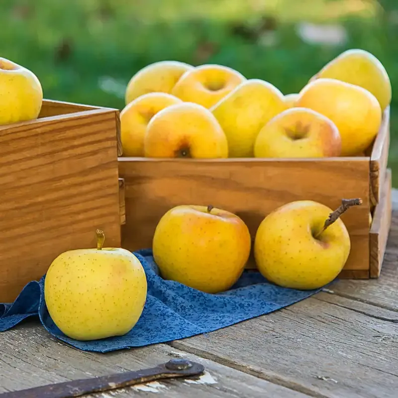 Compact Fruit-Bearing Apple Tree for Home Gardens