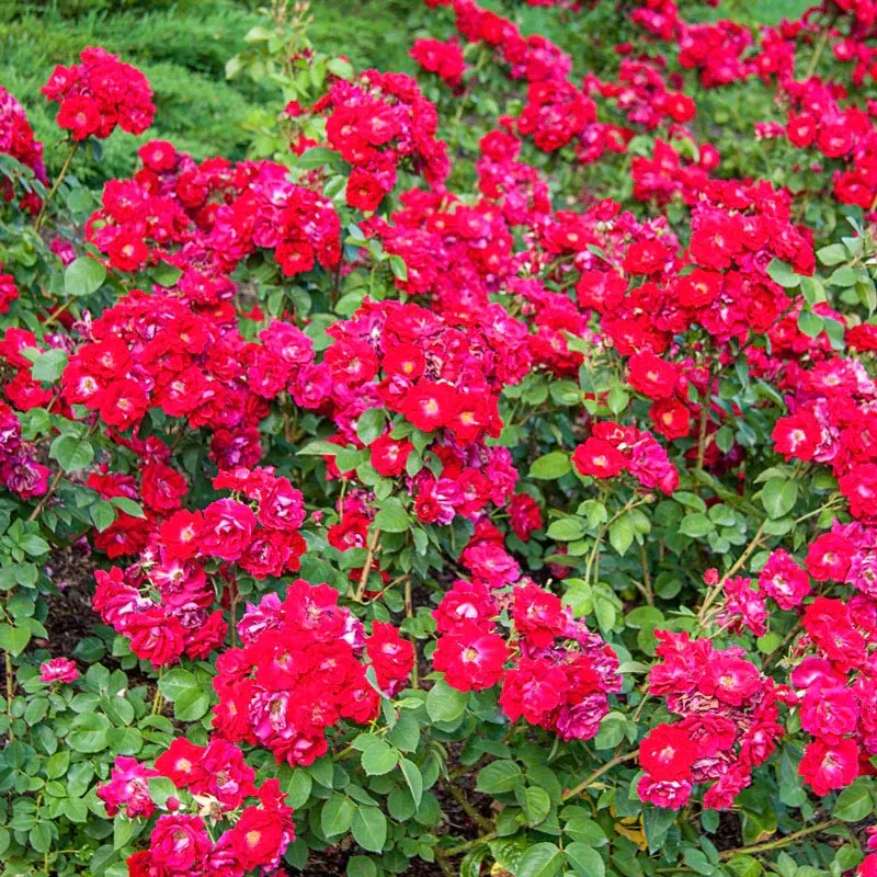 Champlain Shrub Rose - Hardy Red Repeat-Blooming Garden Shrub