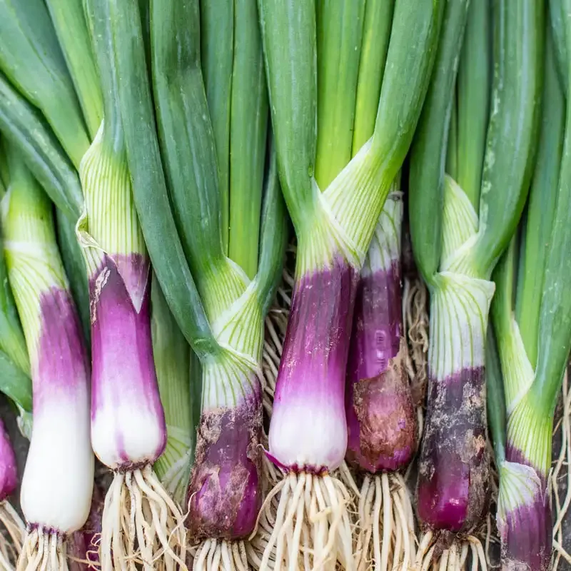 Red Baron Bunching Onion Seeds for Home Vegetable Gardening