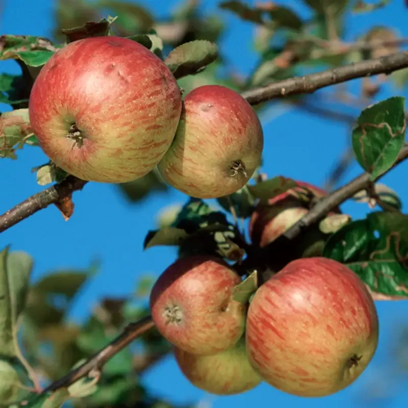 Honeycrisp Apple Tree - Semi-Dwarf Variety for Home Cultivation 1