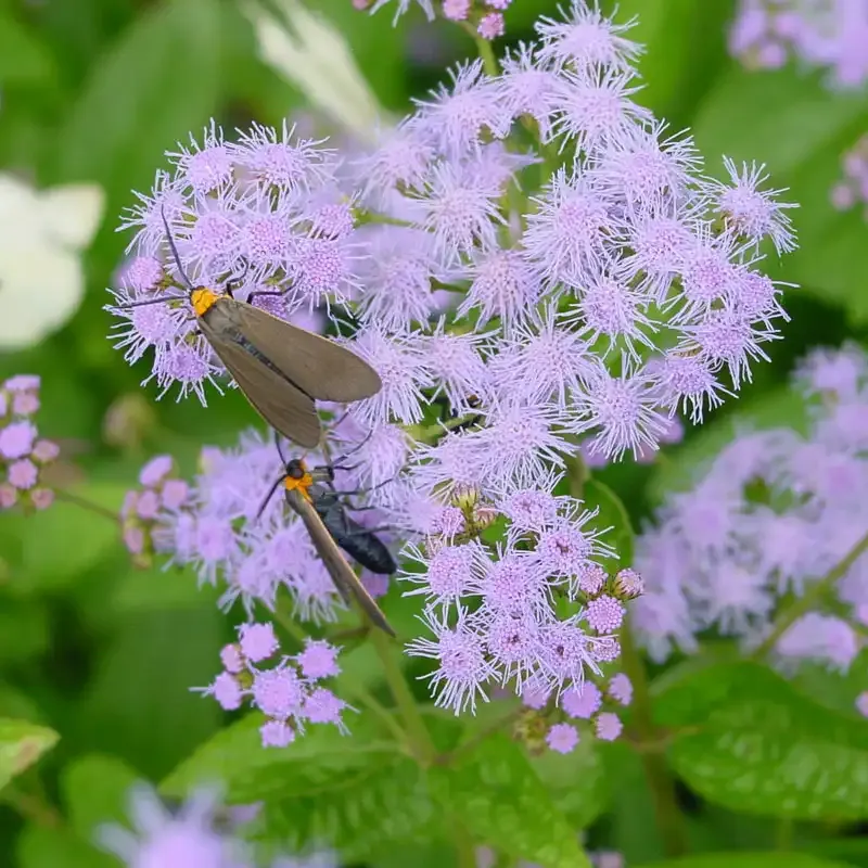 Hardy Ageratum (Conoclinium coelestinum) Blue Mistflower Perennial Plant 2