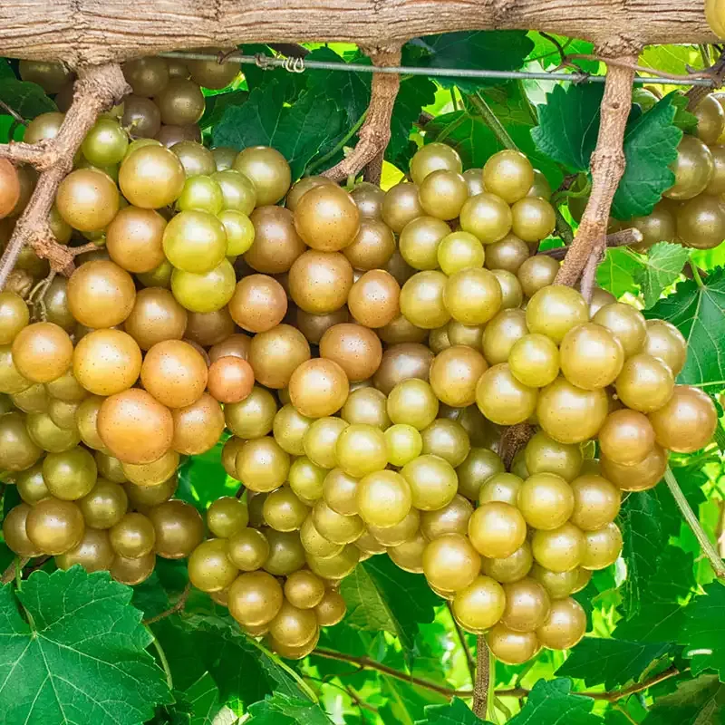 Seedless Grape Vine for Home Garden Cultivation