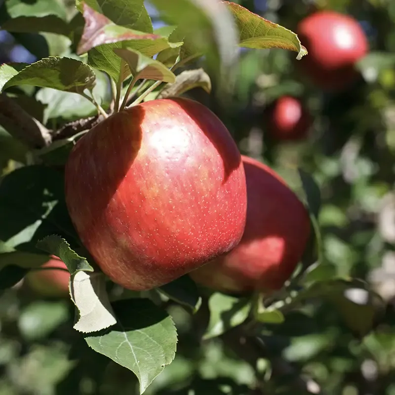 Gala Apple Tree for Home Garden Cultivation 1