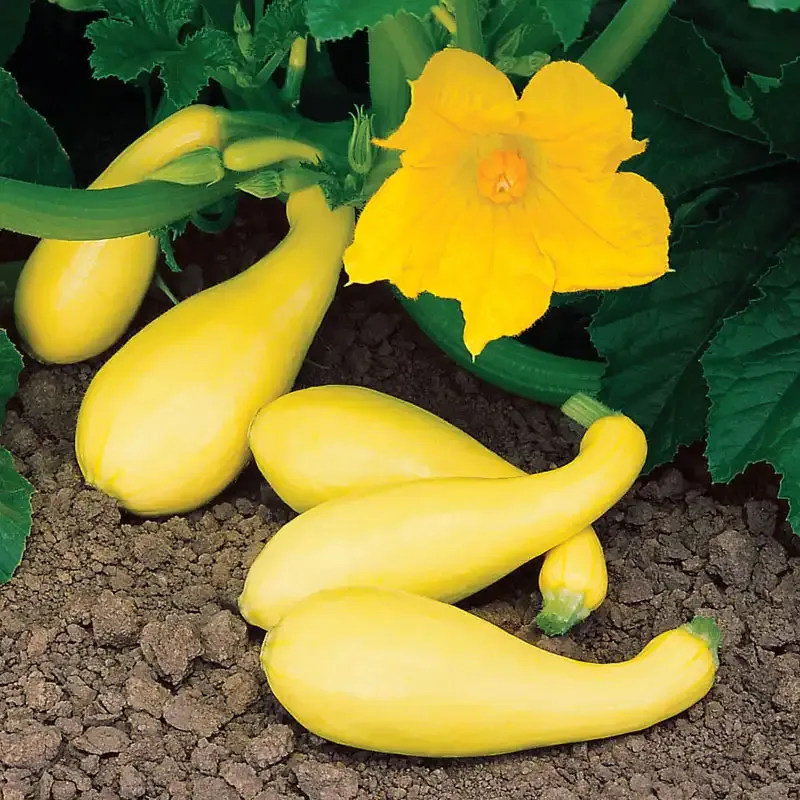 Gentry Hybrid Summer Squash Seeds for Garden Planting
