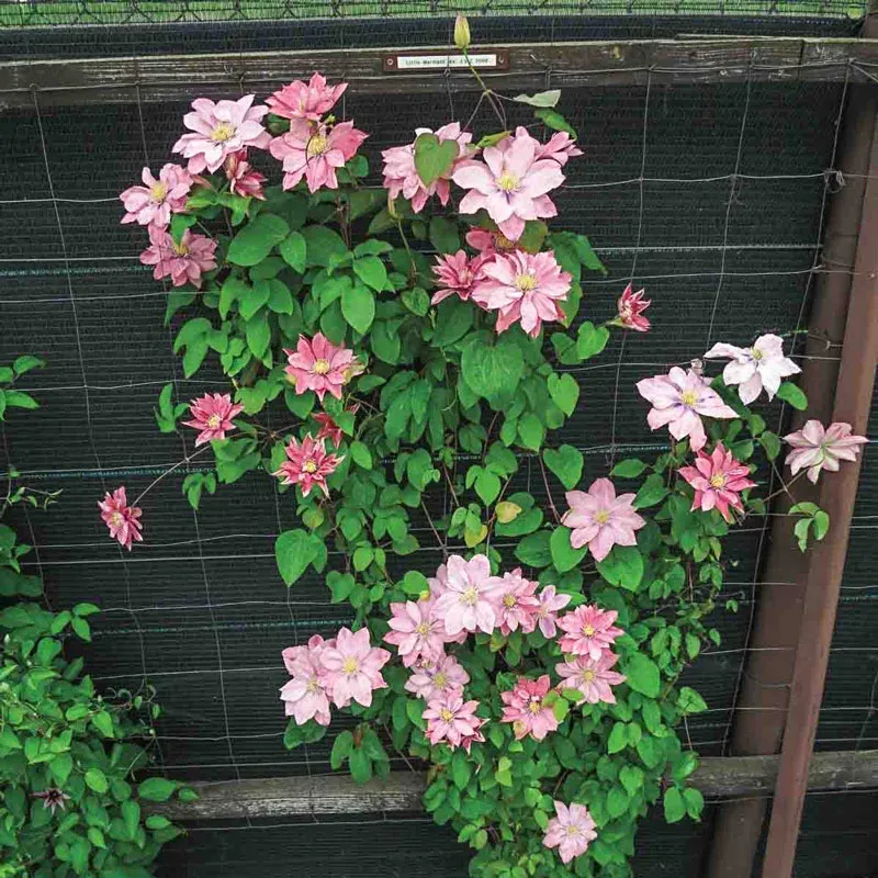 Clematis 'Little Mermaid' Compact Pink Flowering Vine 1