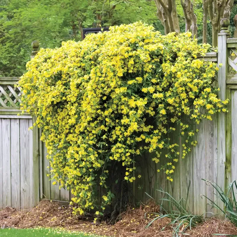 Hardy Carolina Jasmine (Gelsemium sempervirens) Evergreen Climbing Vine