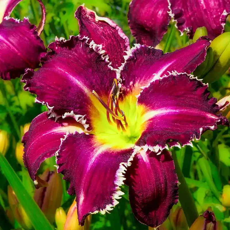 Snaggle Tooth Daylily Perennial Garden Plant