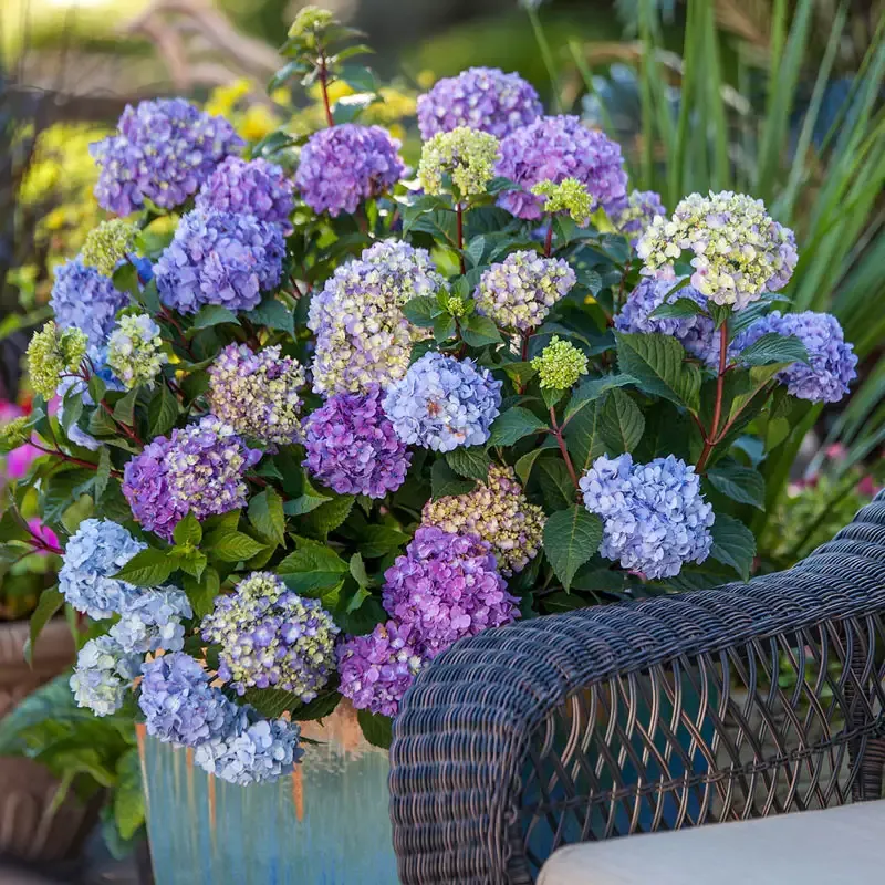 Bloomstruck Reblooming Hydrangea Macrophylla Shrub 1