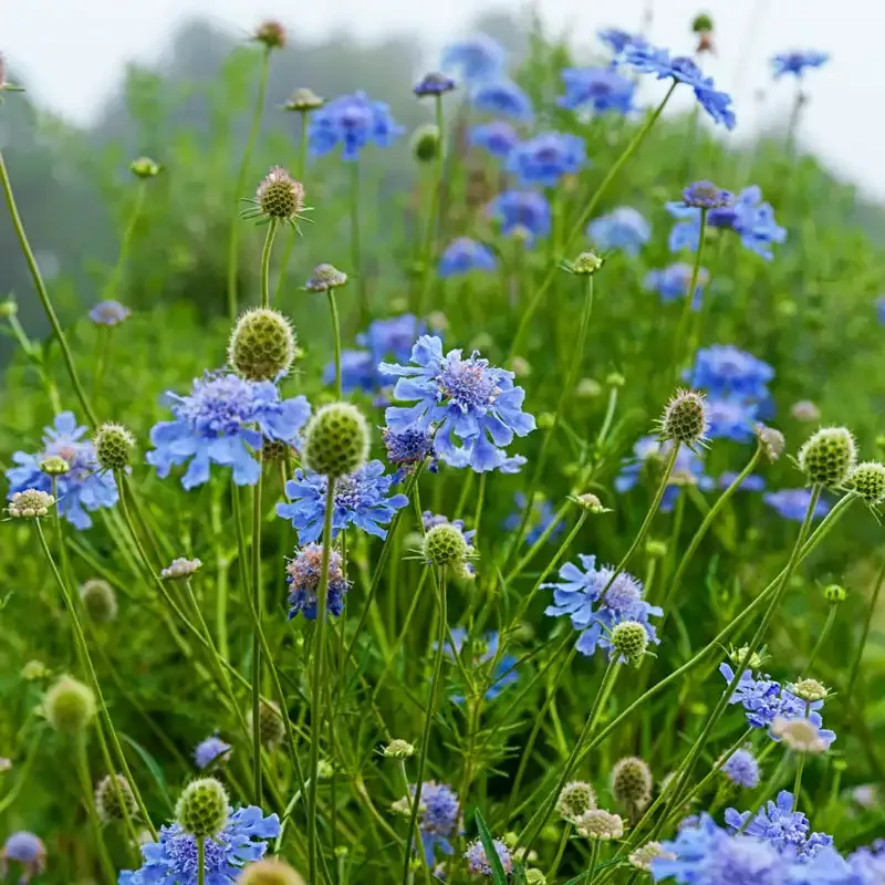 Butterfly Blue Pincushion Flower (Scabiosa columbaria) Seeds 1