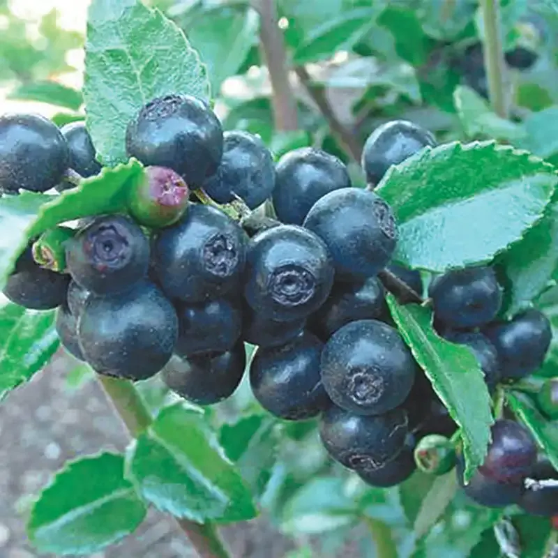 Huckleberry Plant - Hardy Edible Shrub for Garden Cultivation 3