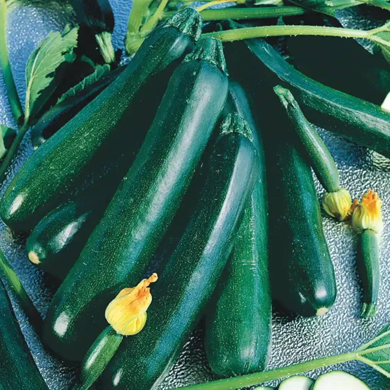 Black Magic Zucchini Summer Squash Seeds for Home Gardening
