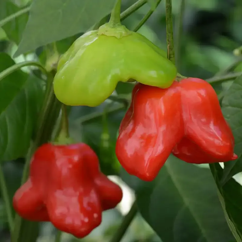 Mad Hatter Hybrid Pepper Seeds - Mild Sweet Capsicum baccatum 2